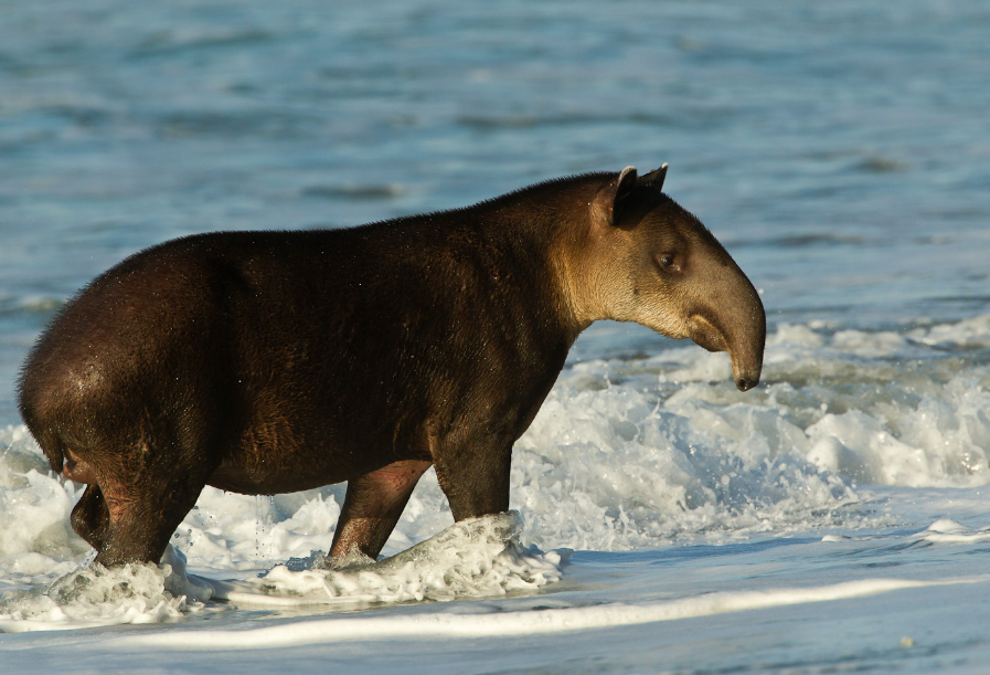 Osa Wildlife Sanctuary, Osa Peninsula, Costa Rica